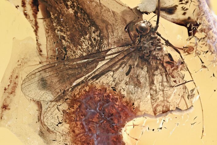 Detailed Fossil Mayfly (Ephemeroptera) In Baltic Amber #307239